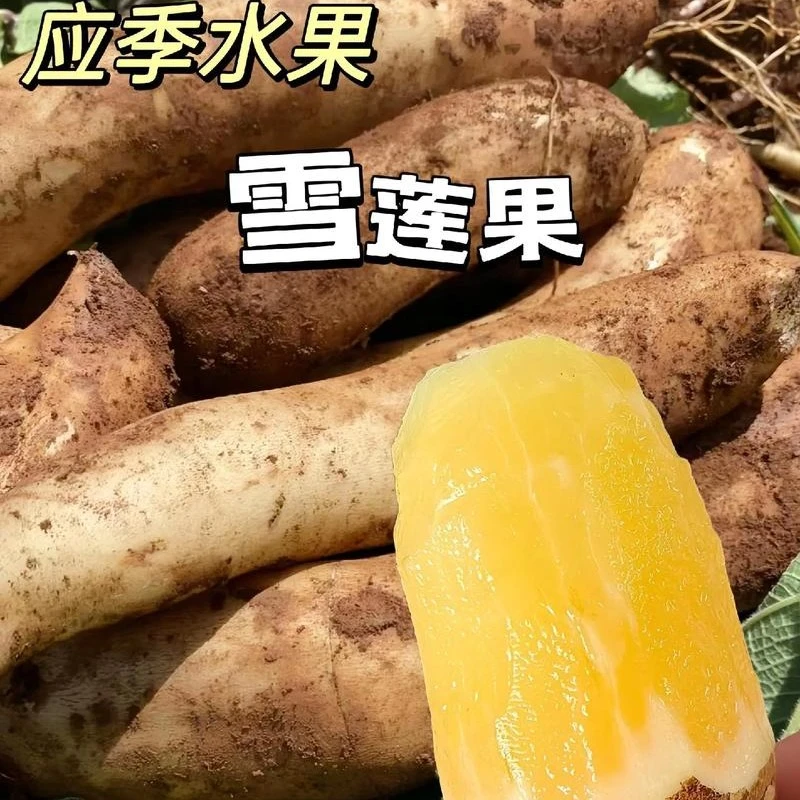 云南正宗黄心天山雪莲果现挖新鲜应季水果产地直发