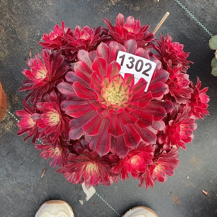 红陶嗳****假1302黑铜白3多肉