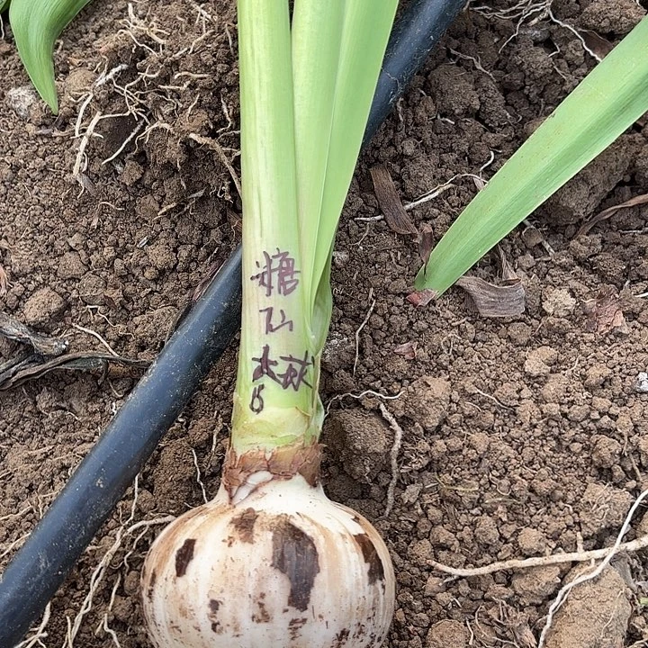 无花朵糖果仙女大球六号包对版