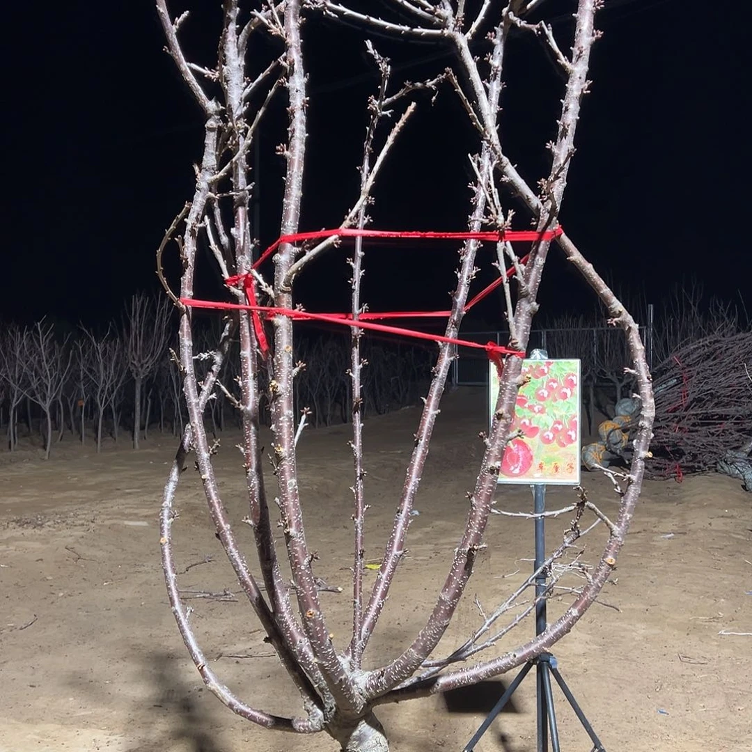 车厘子树专拍链接