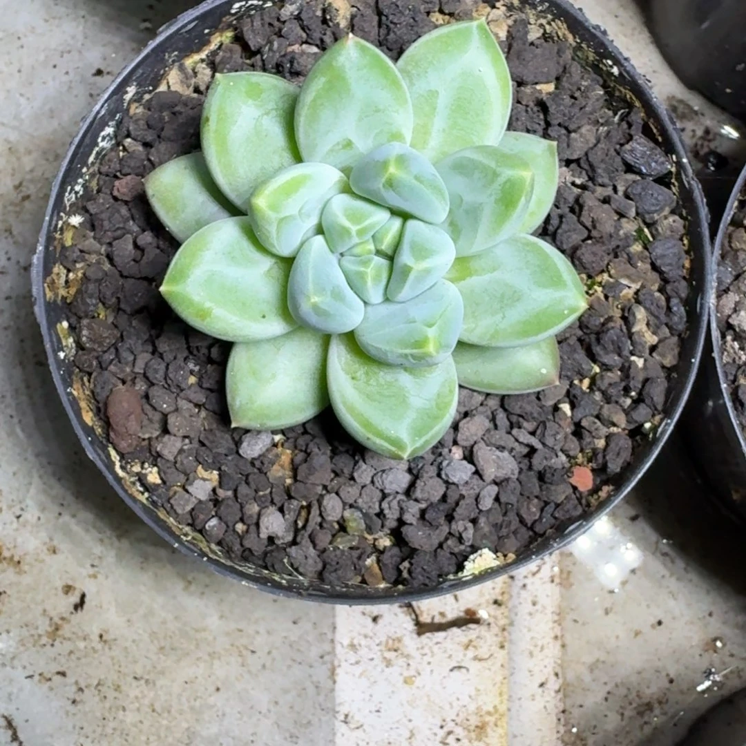 青花瓷 单头 一物一拍