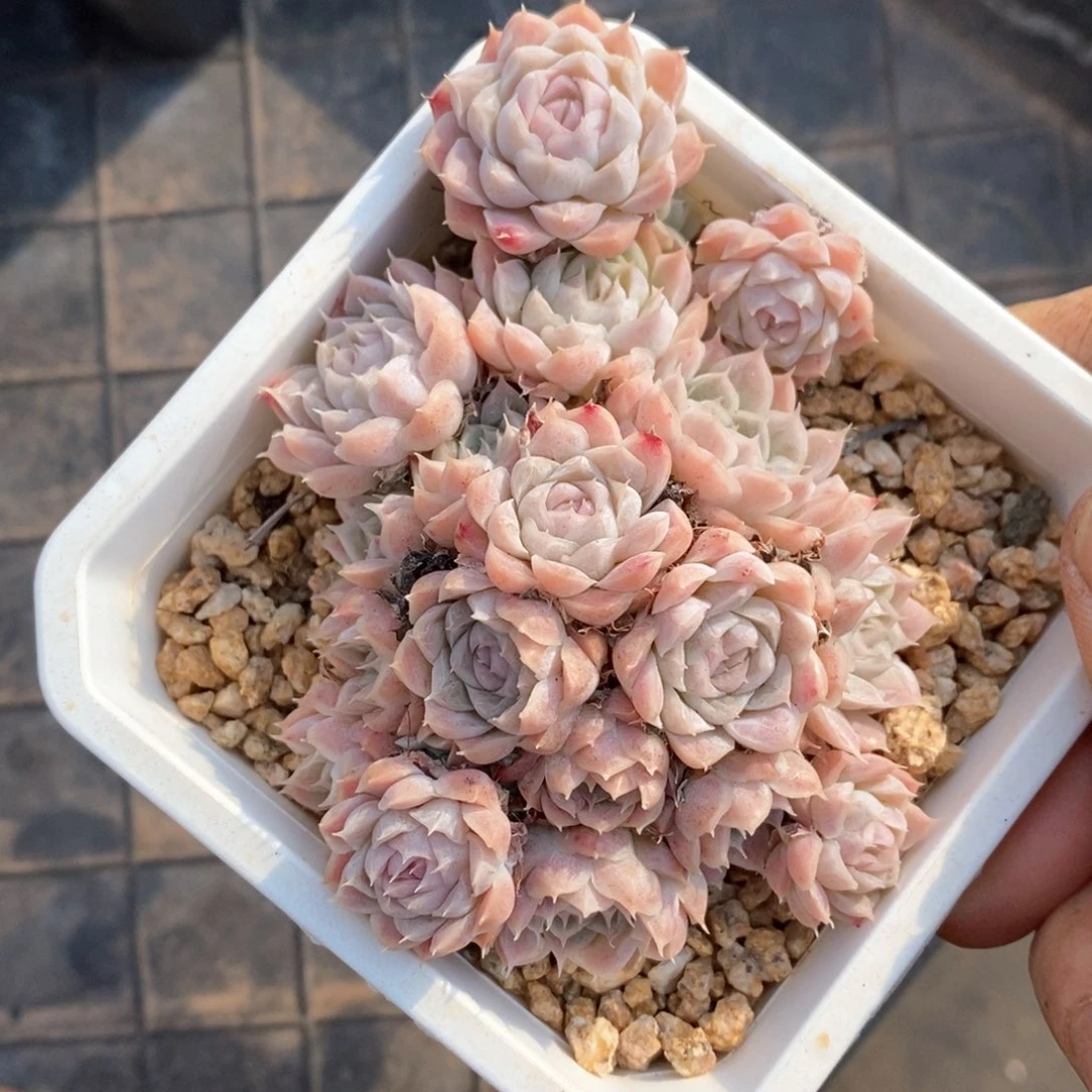 精品多肉一物一拍62