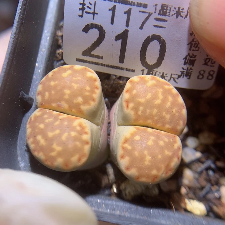 精品生石花117.210