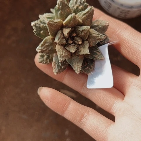 1000处理嫁接仙人球的