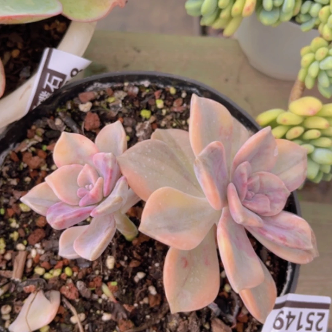 【闪购商品】紫乐锦25149