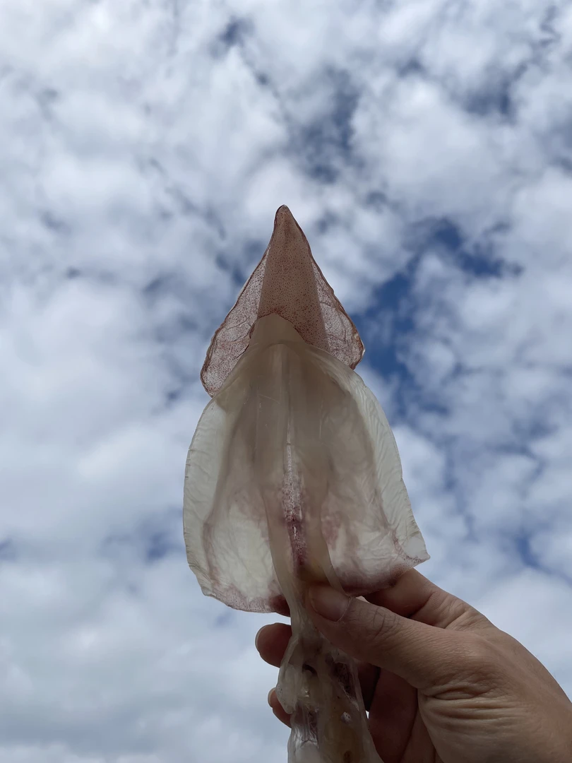 汕尾本港船 鱿鱼补 鱿鱼干炒菜炒饭煮粥一等 顺丰包邮