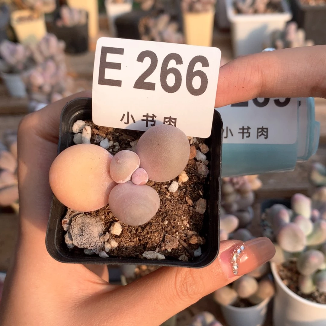 水光针水光针266