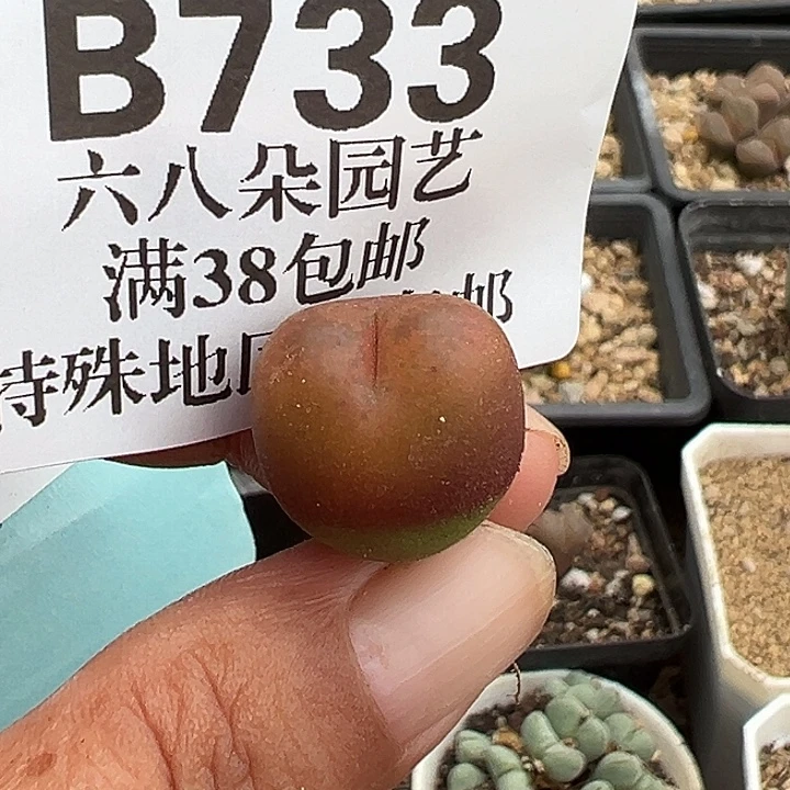 无花朵733号吕氏毛汗尼