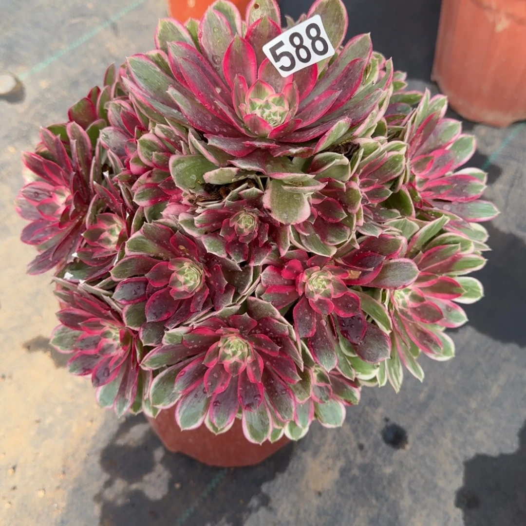 588多肉植物孔雀翎