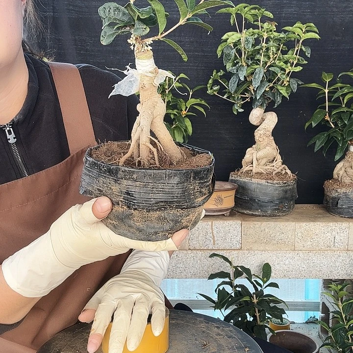 无花朵佛顶珠四季系列