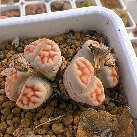 【闪购商品】25984