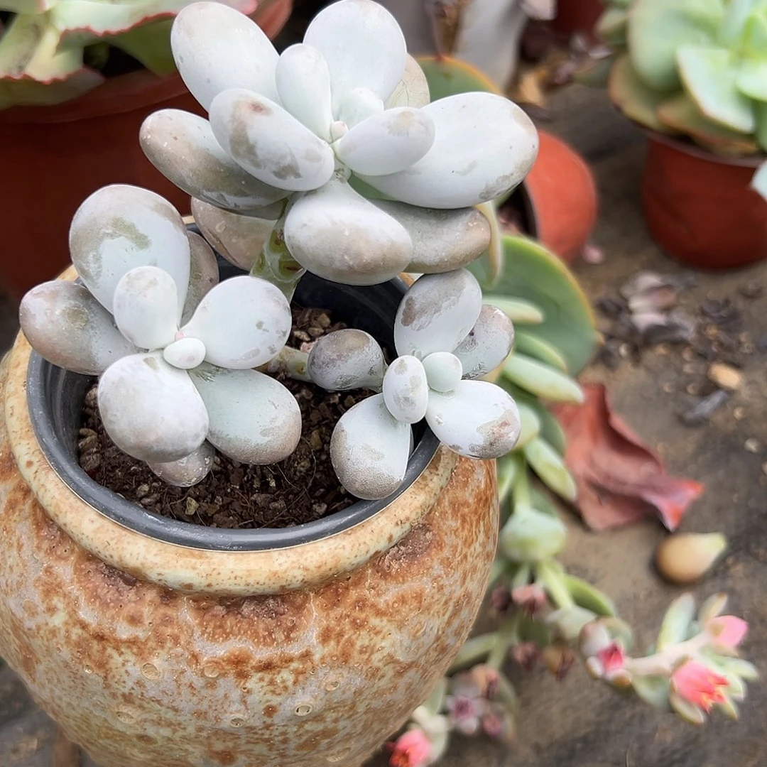 多肉植物多肉植物