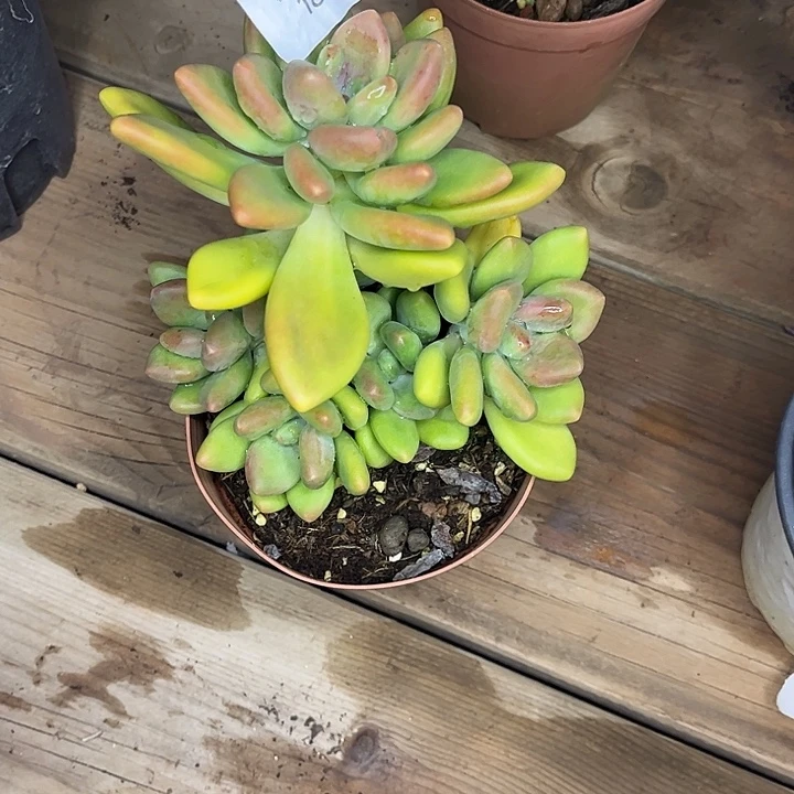 这***皮芒果奶群，一物一拍