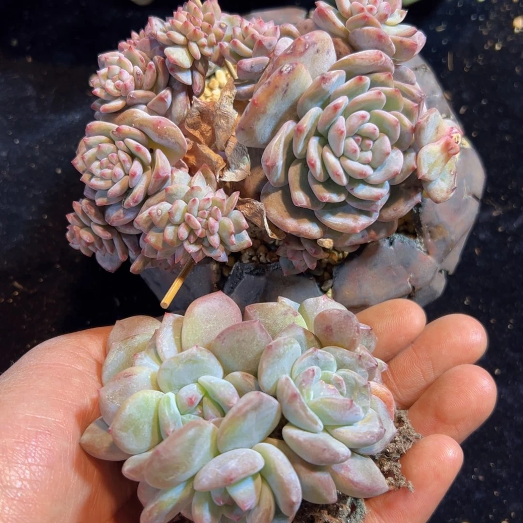 新年快乐 新年快乐