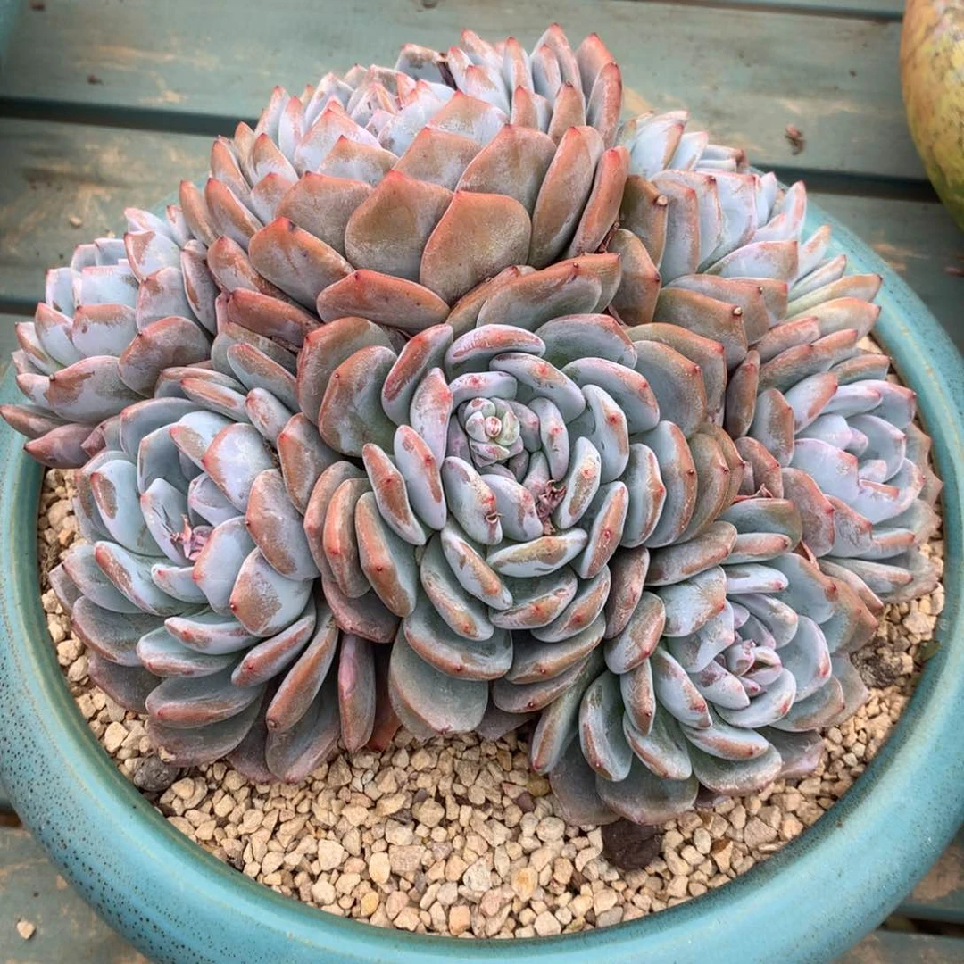 无花朵椰椰花花花花花花花花花