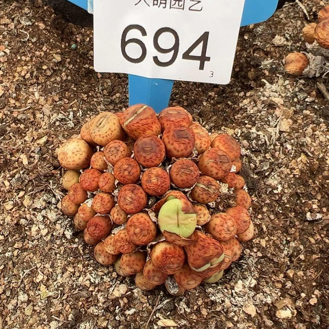 沉***海0000694一物一拍母本红嘴脱土发