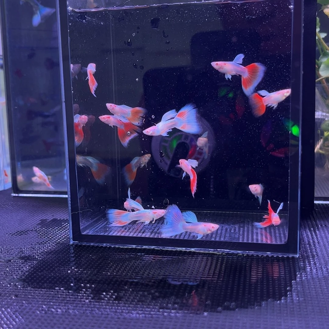 孔雀鱼火烧云8送2备损全公