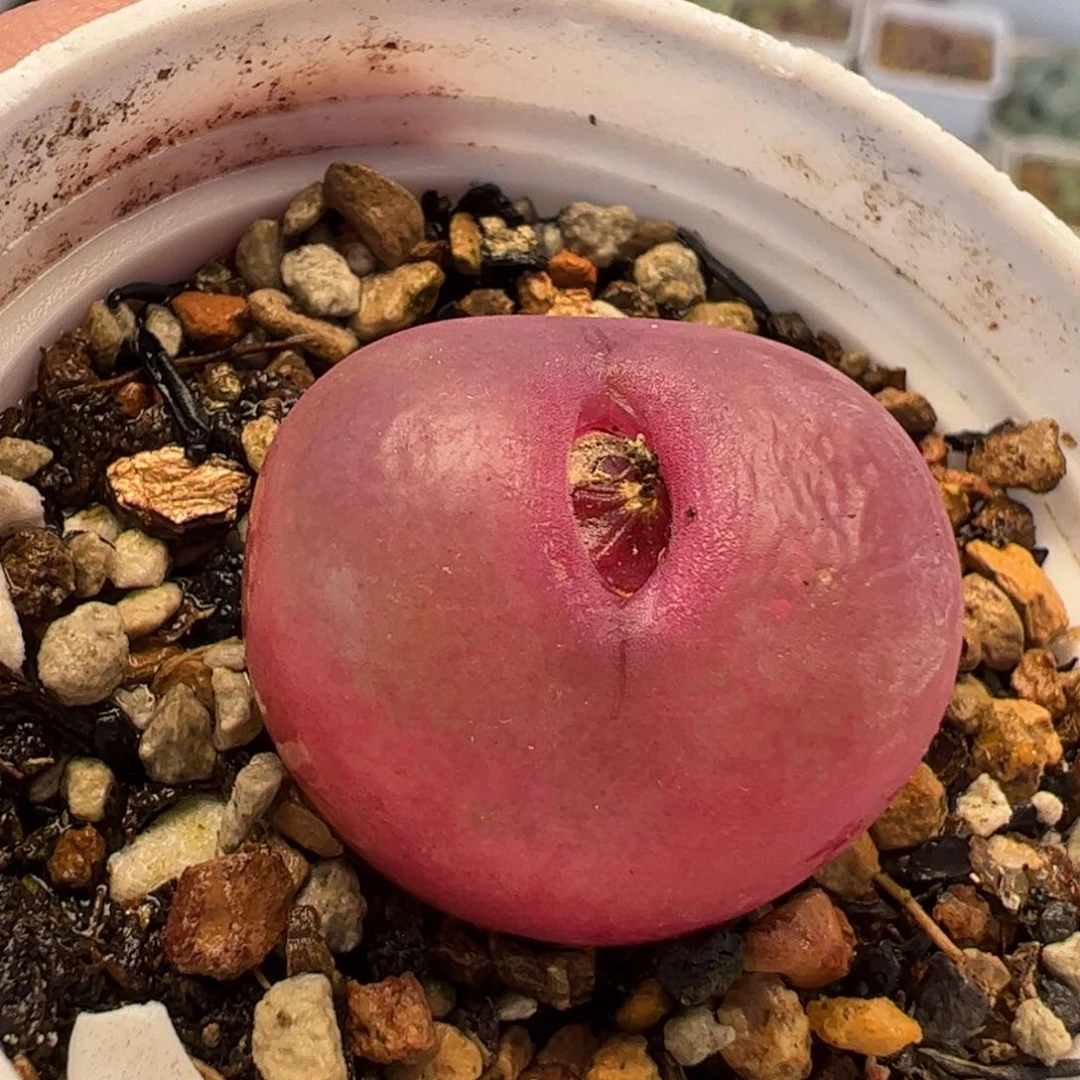 0113多肉植物组合