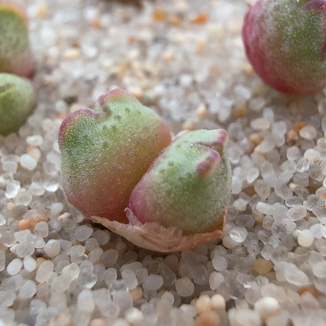 哎***呀3.15.68/985猪蹄宝宝