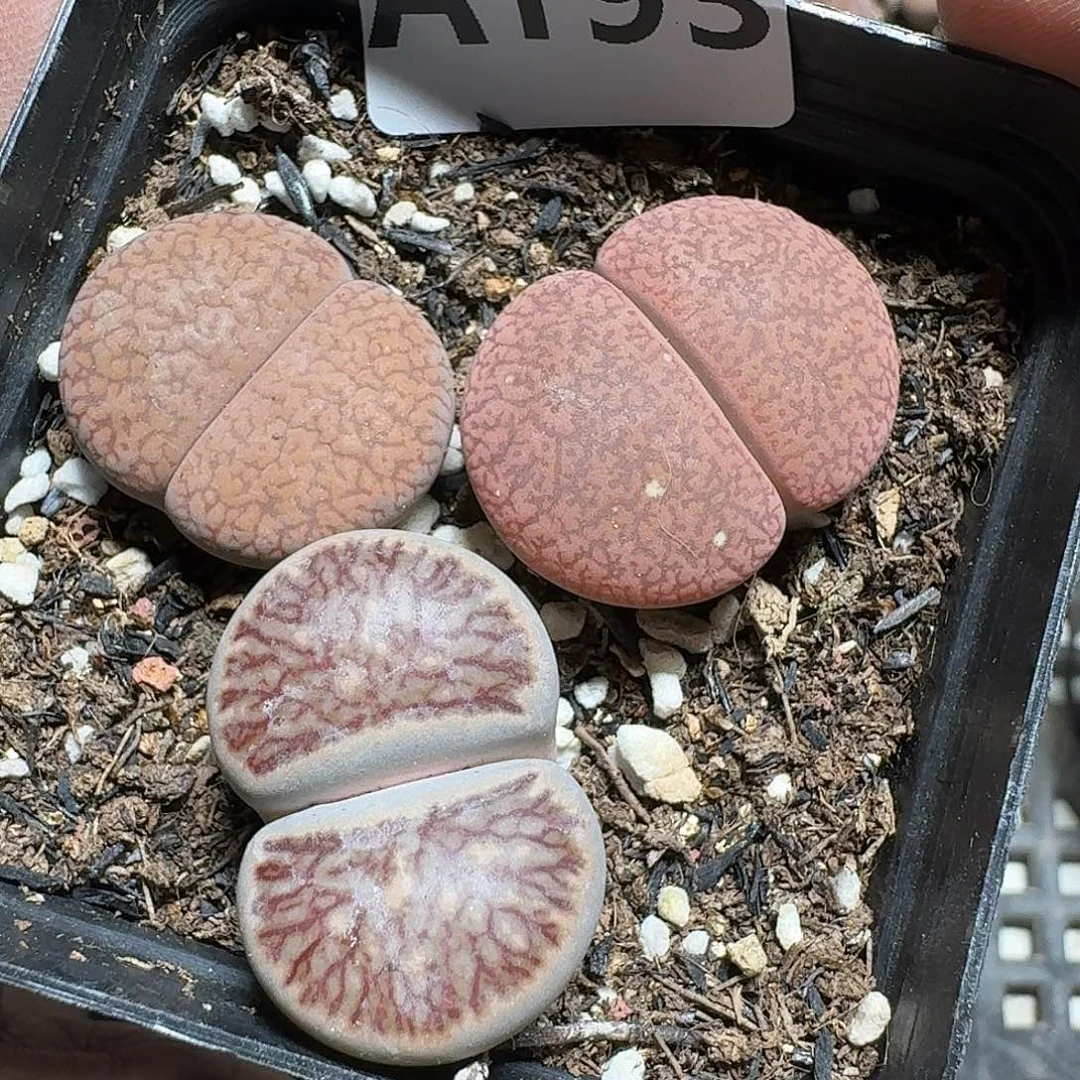 193 多肉植物多肉植物