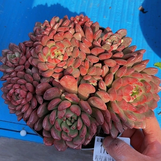 苏*红宝石17030多肉