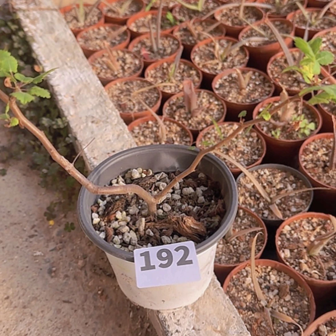 【闪购商品】今***）块根植物