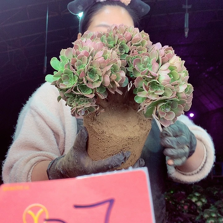 柒柒精品多肉脱土发货不包断侧枝037