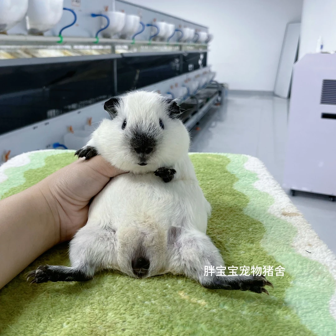 健康彩豚活体 圆圆包子脸白加州弟弟
