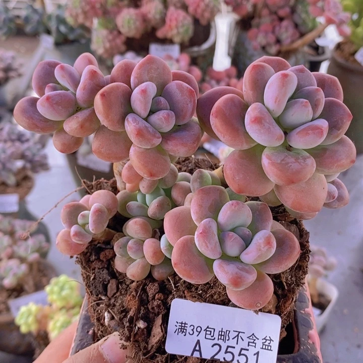 樱花洛神12cm2551多肉植物