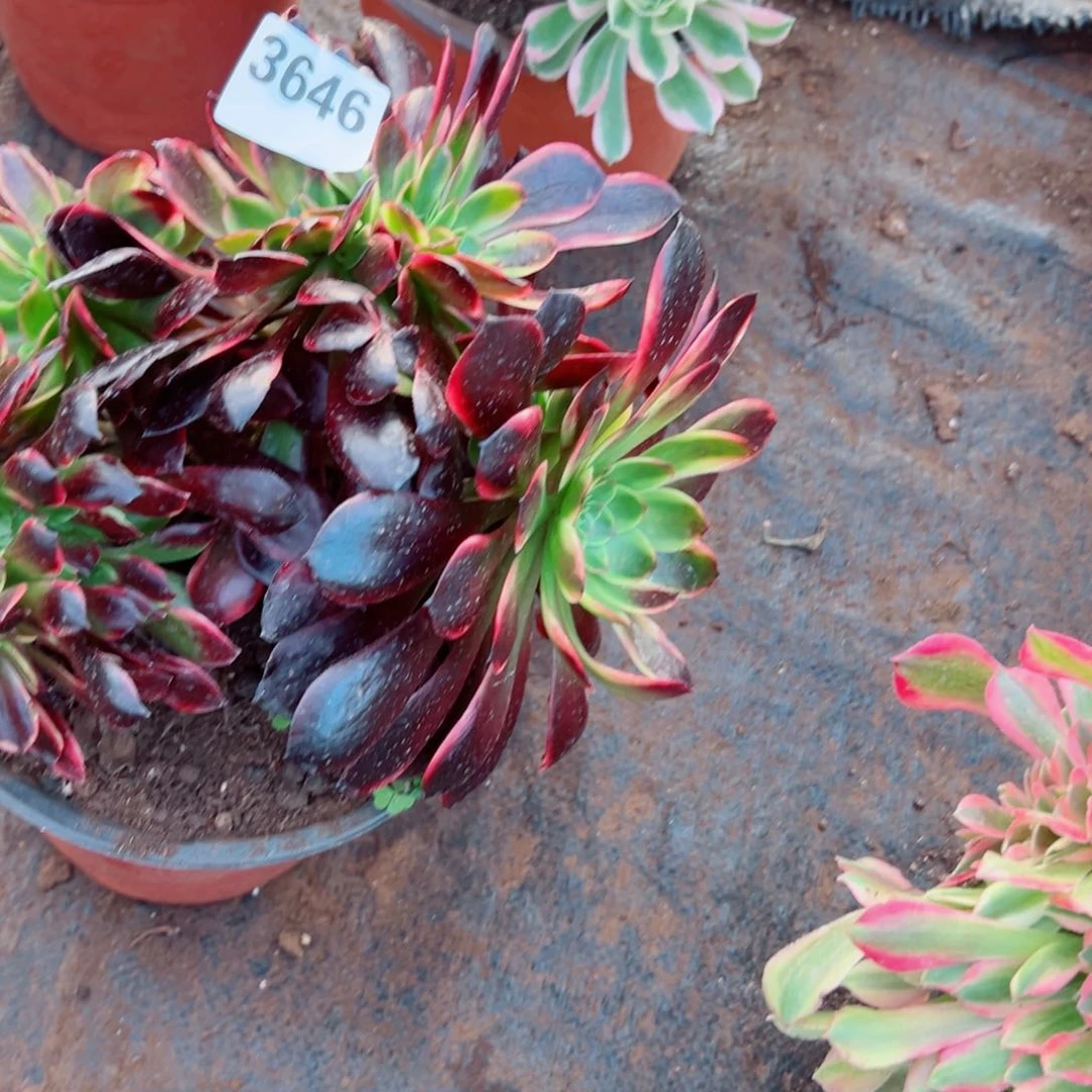 我3646 号多肉法师新年福利