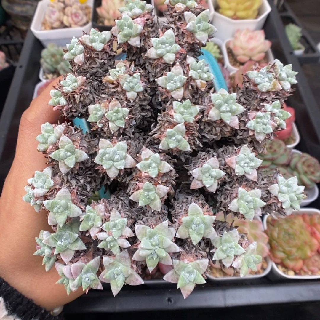 老桩白菊可拍。