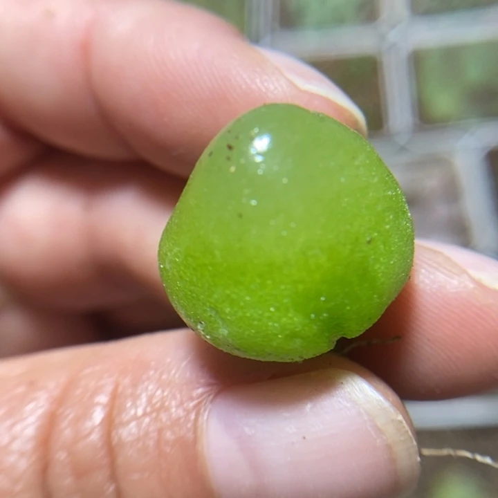 优选灯泡2.0特价秒