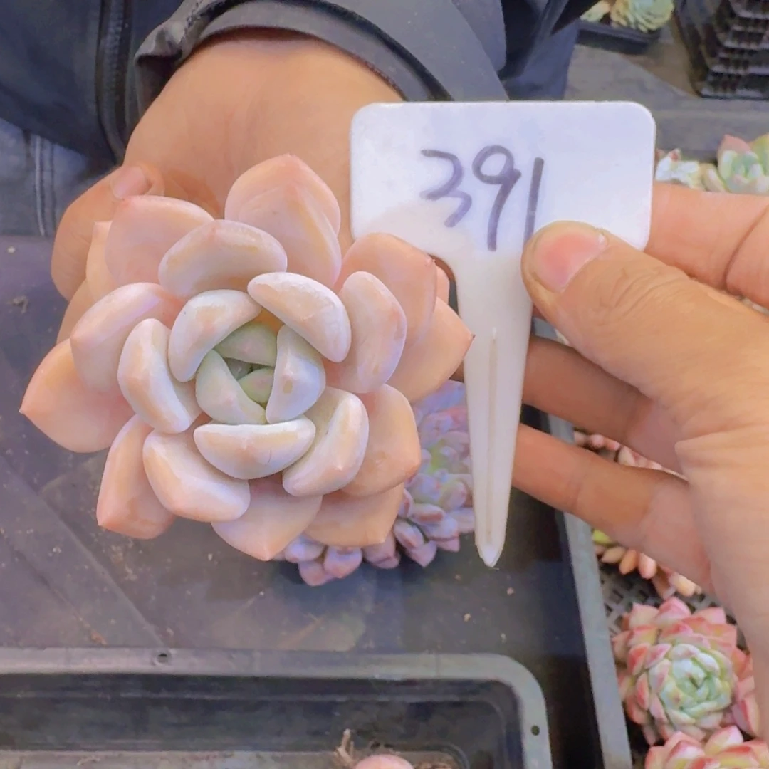 多肉植物和植物的生长发育