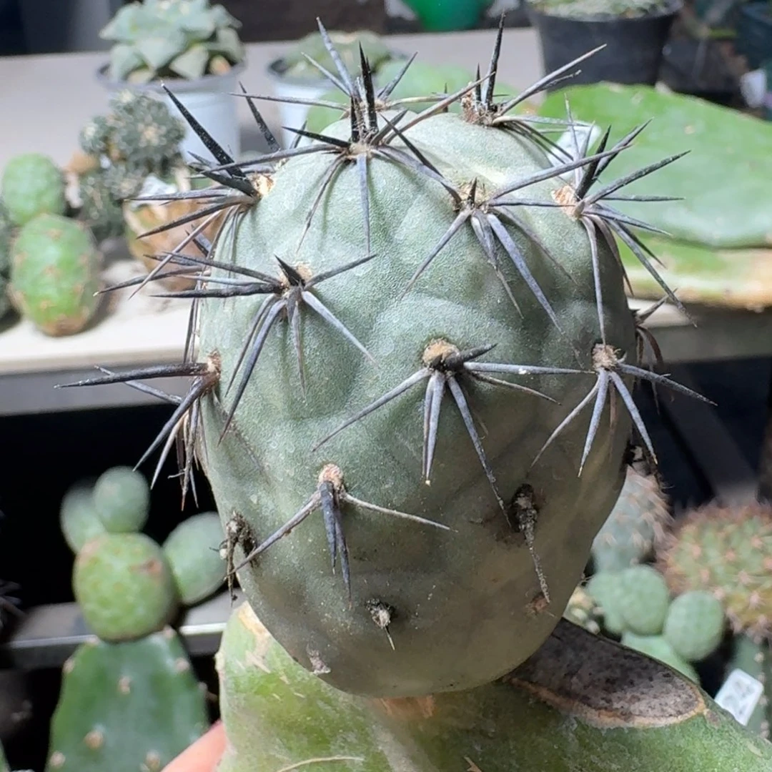 【闪购商品】无花朵产地墨麒麟黑刺