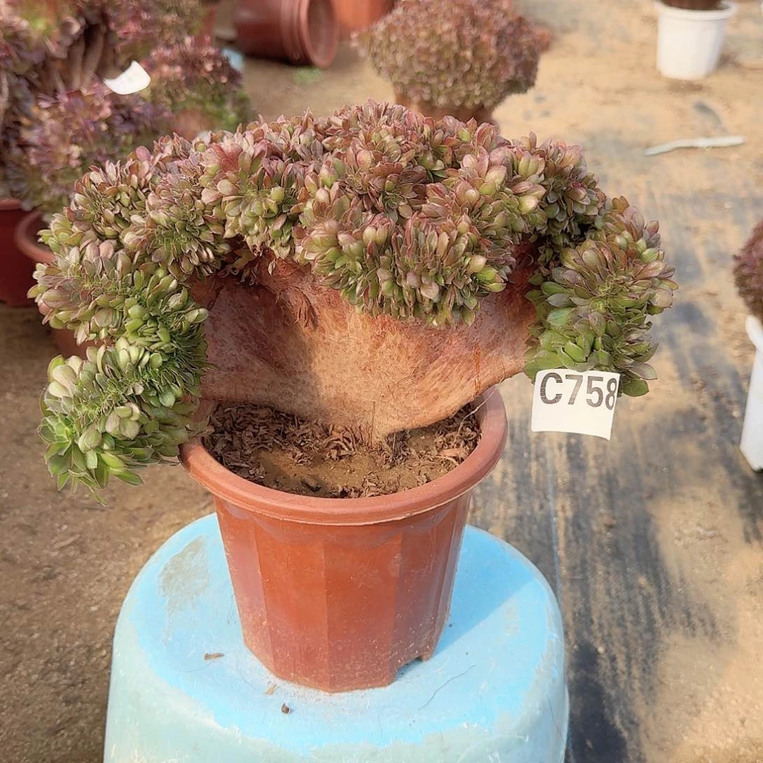 青*758万缀一颗呀呀