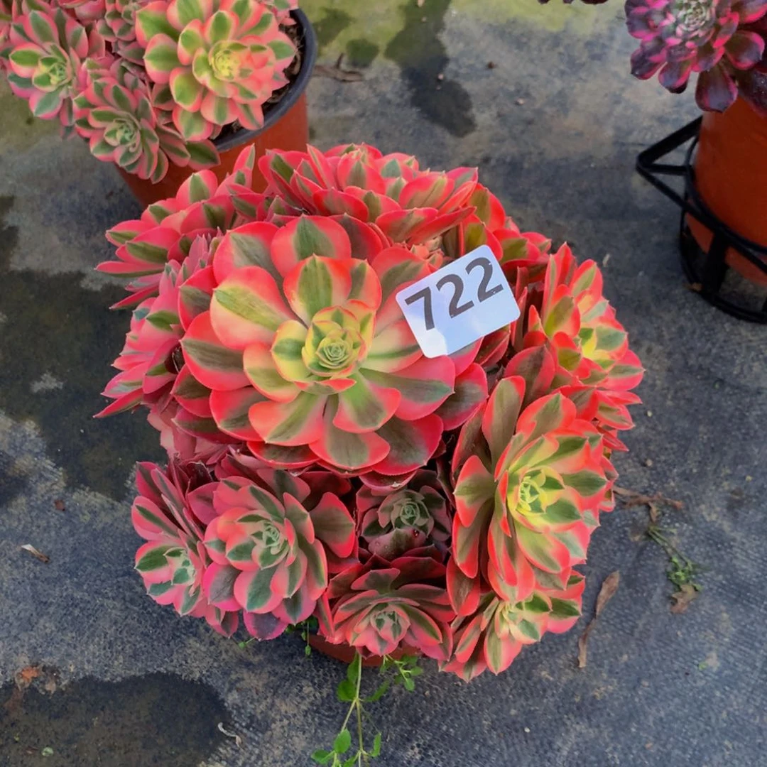 【闪购商品】丁***头粉女巫7220000000000