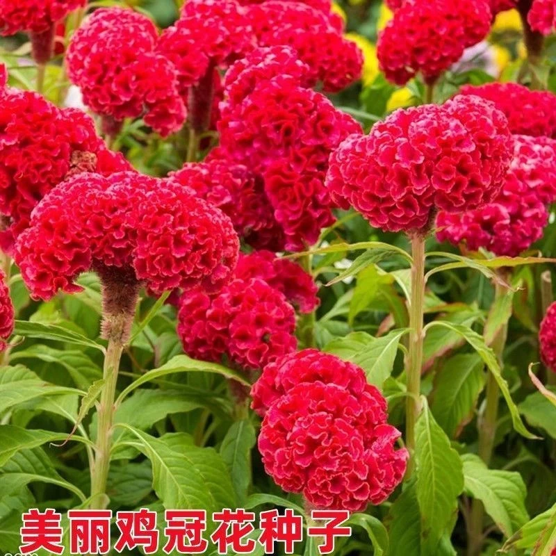 疆藏包邮【鸡冠花种子】耐寒耐阴花籽庭院室外花卉种子