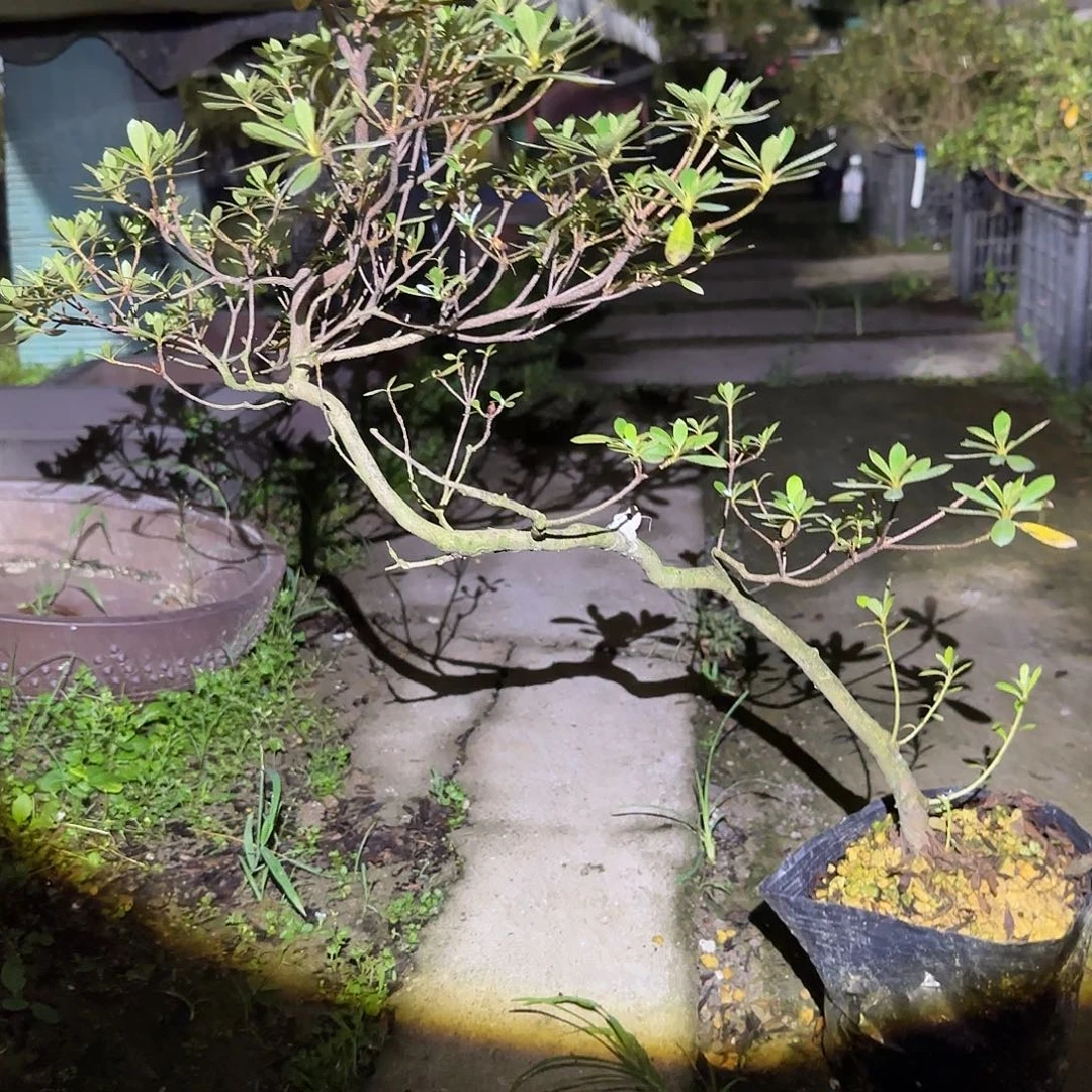 无花朵有花朵若会