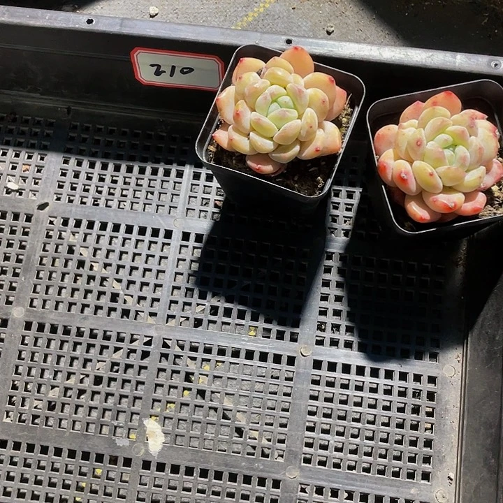 快****8210号筐两颗带盆土发