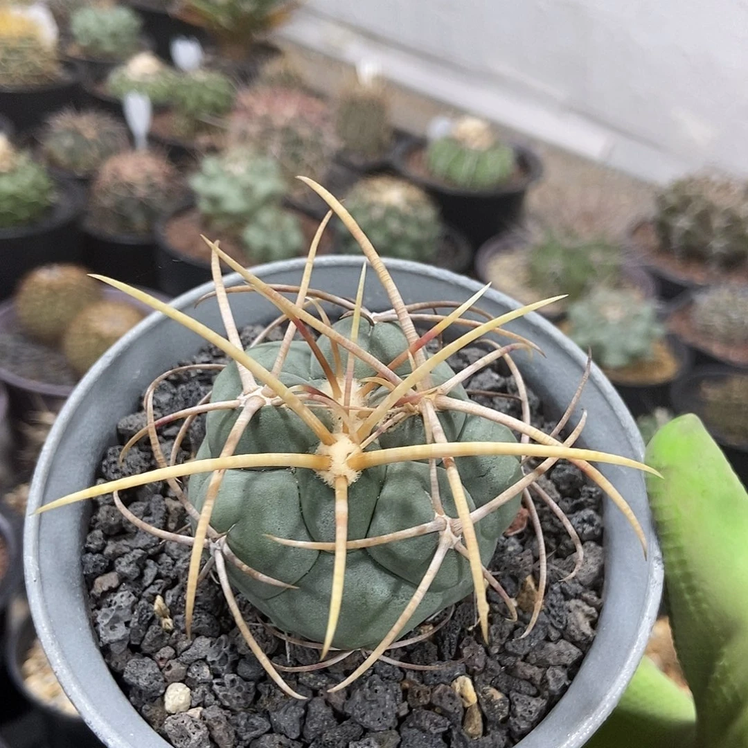 实生高木绯冠龙仙人球