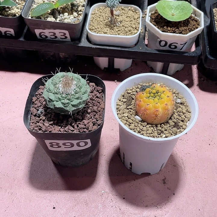*****890实生大菊水➕瑞昌玉自然锦