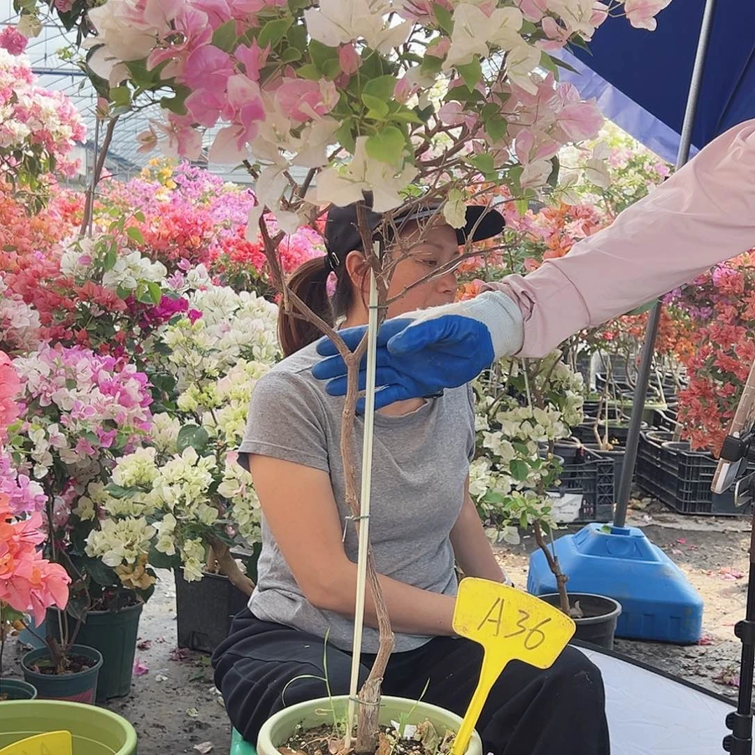 阿***噜大部分花苞少量开放A36广红樱