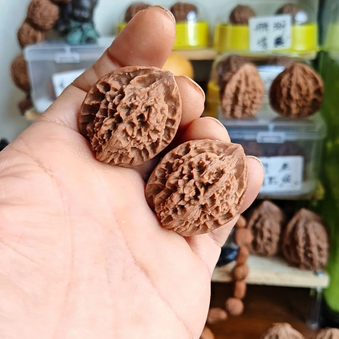 34尺寸，小手捻，秦岭野生官帽