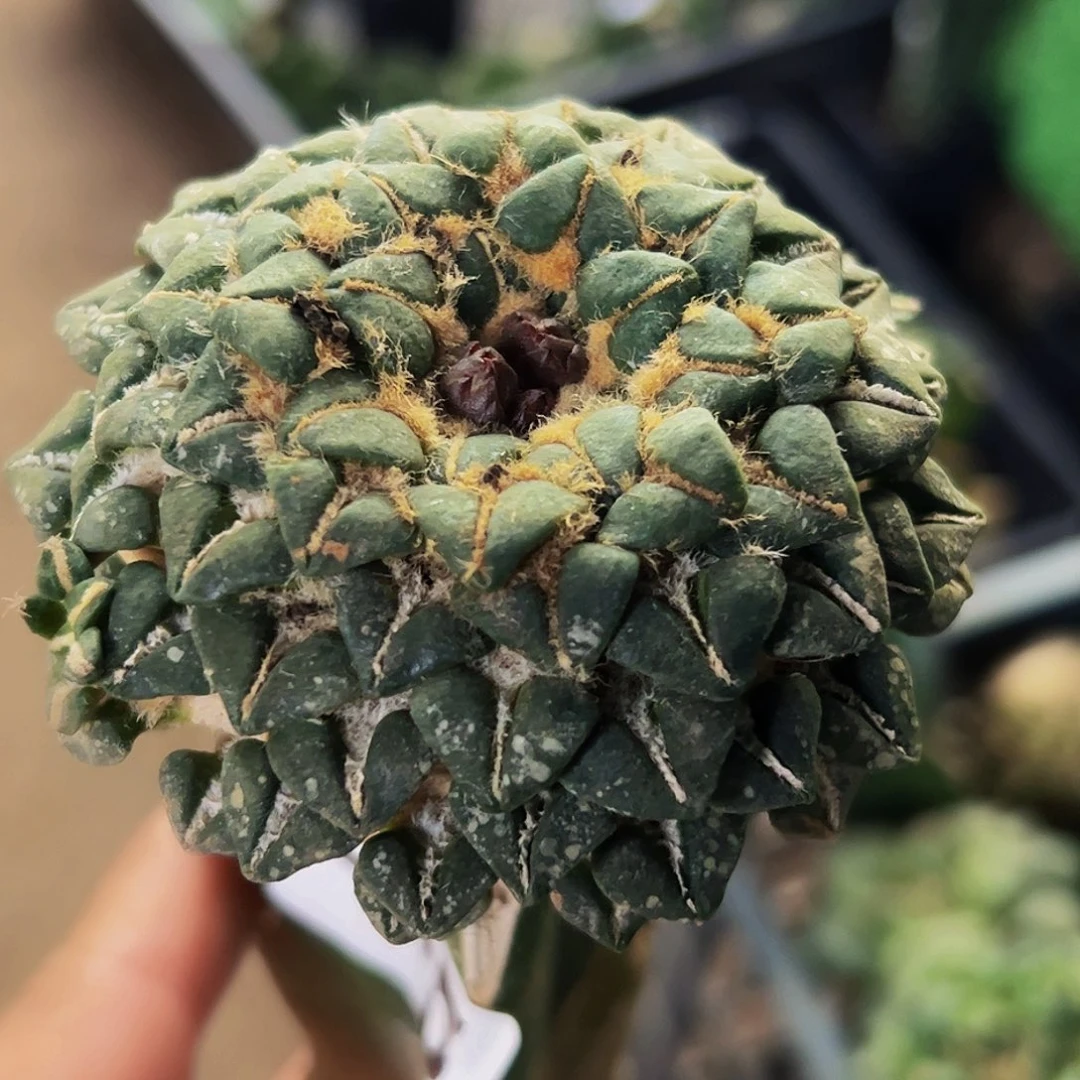 无花朵福利姬牡丹245