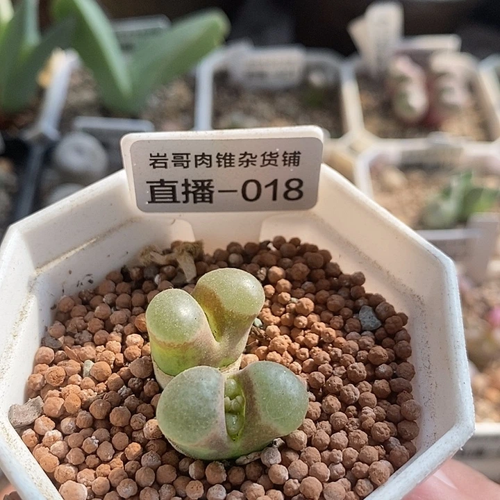 梅萨种源雪花磁铁风铃双头