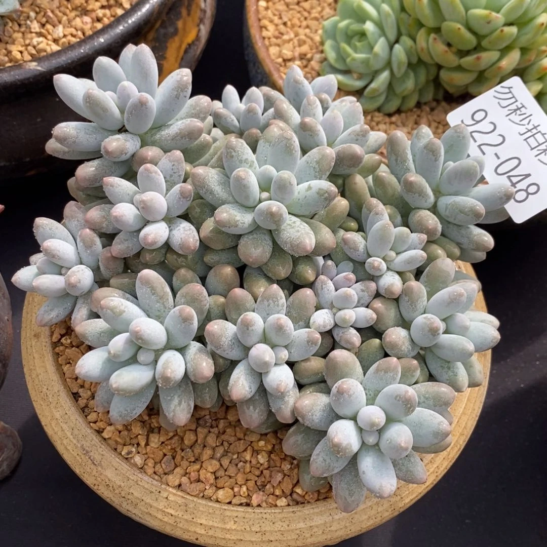 勿秒拍秒退 922-48汤圆