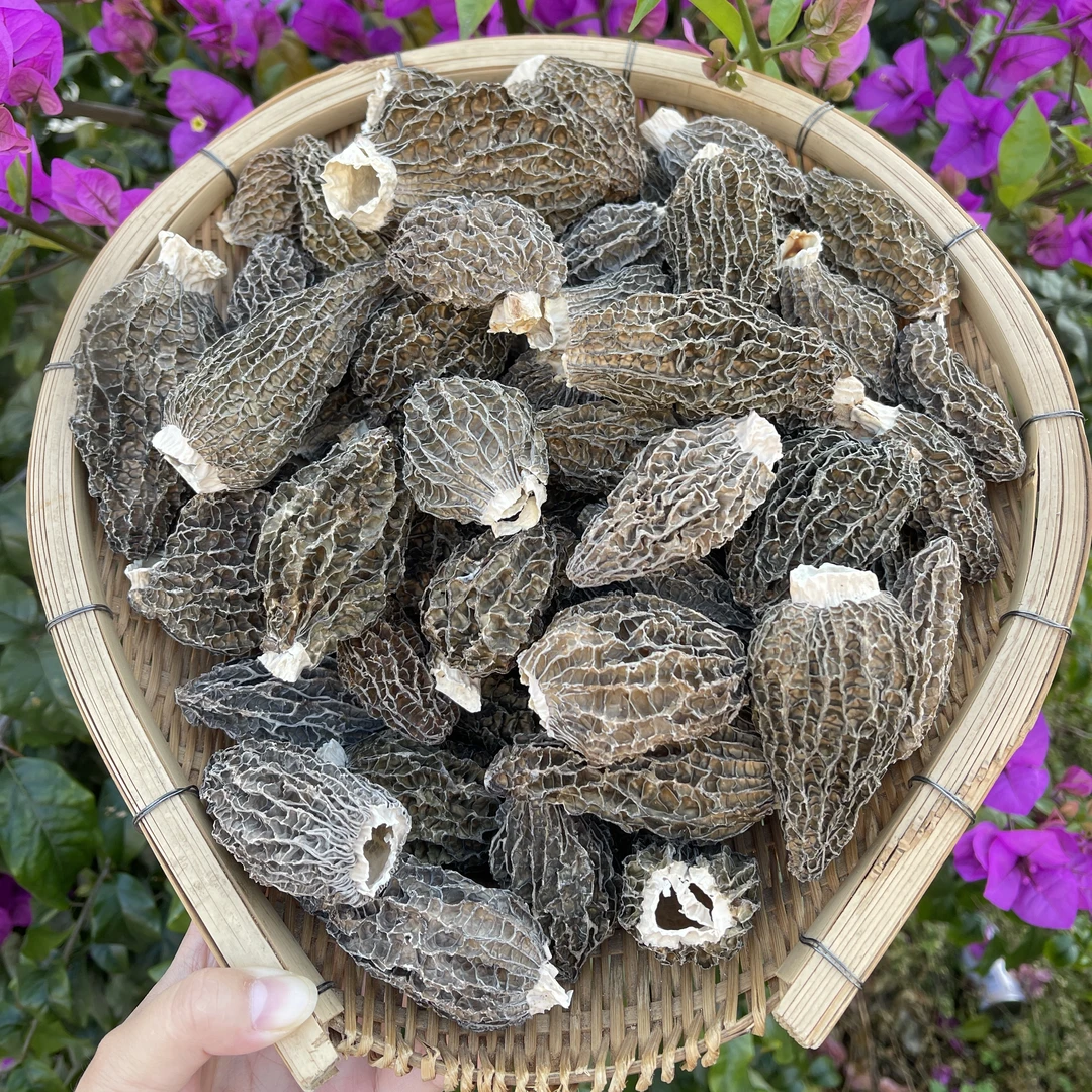 云南小阳山货 头茬厚肉羊肚菌