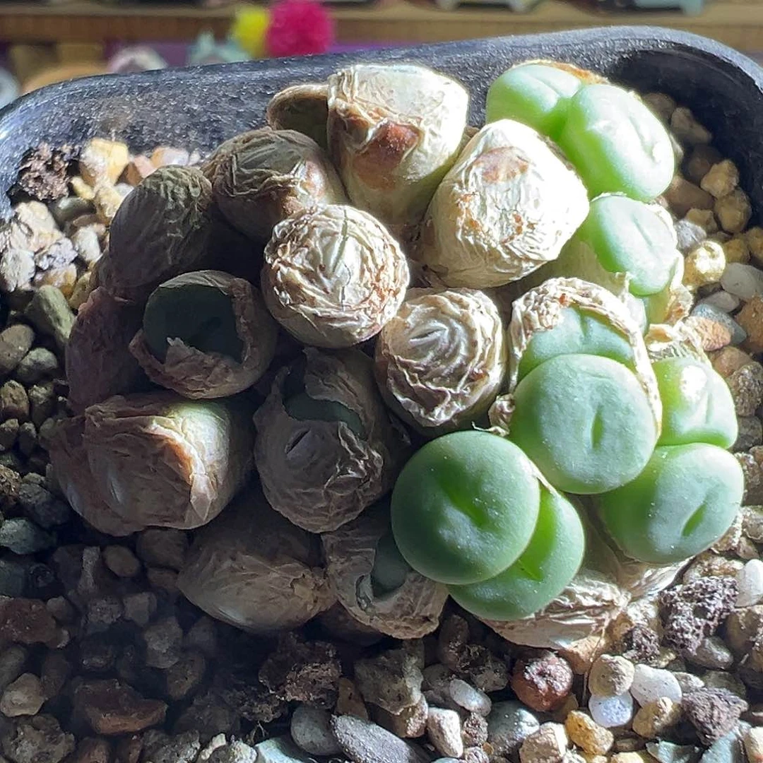 紫花小饼。
