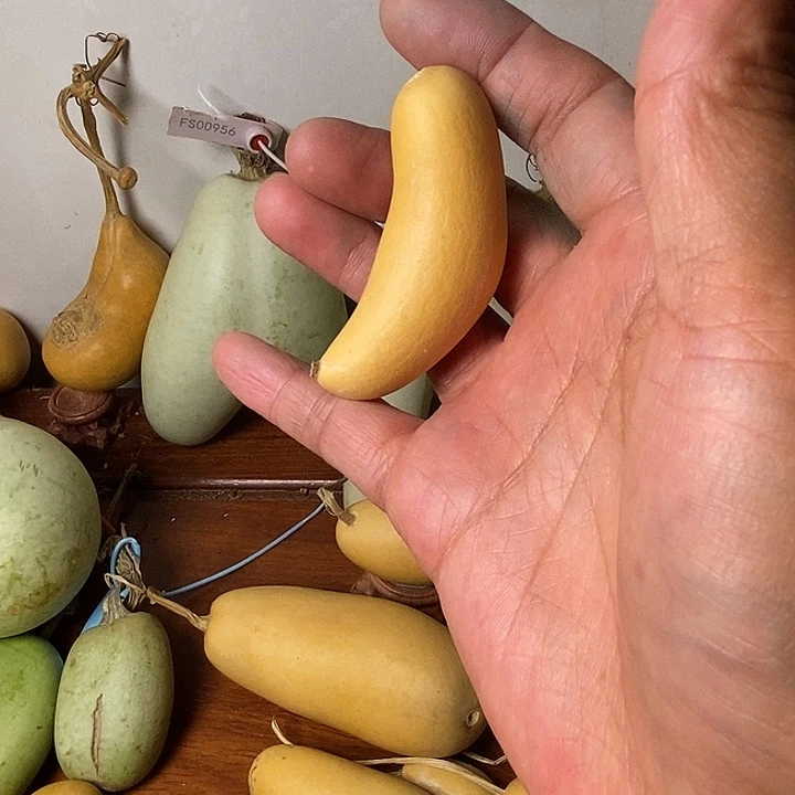 H***T青皮腰子葫芦手把件葫芦