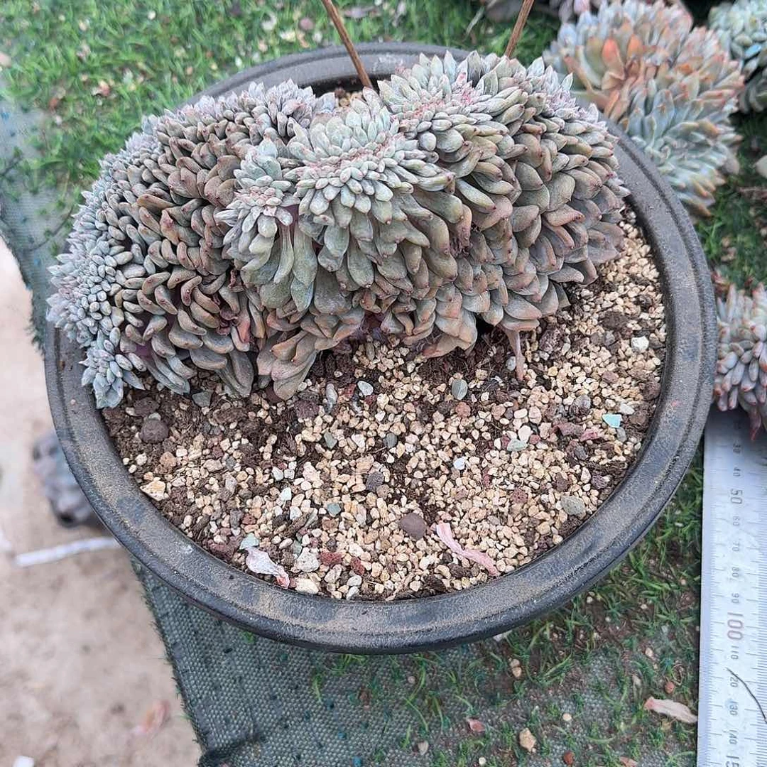 星影缀化有底切呀